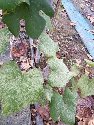 강짜님의 기타작물 · 병해충상담 작성글 사진