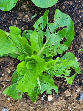 고매농부님의 배추 · 병해충상담 작성글 사진