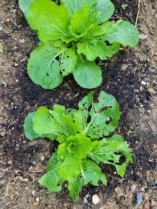 고매농부님의 배추 · 병해충상담 작성글 사진