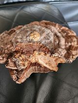 팜모닝 버섯·품종•종자 게시글 이미지