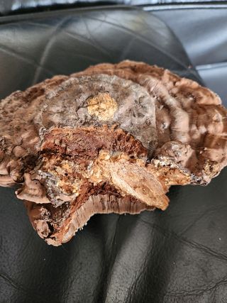 박종기님의 버섯 · 품종•종자 작성글 사진