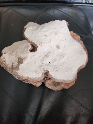 박종기님의 버섯 · 품종•종자 작성글 사진