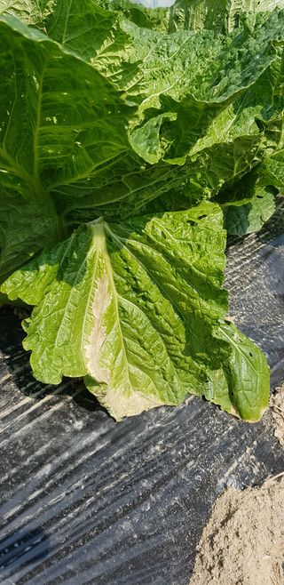 달다님의 배추 · 병해충상담 작성글 사진