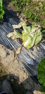 팜모닝 배추·병해충상담 게시글 이미지