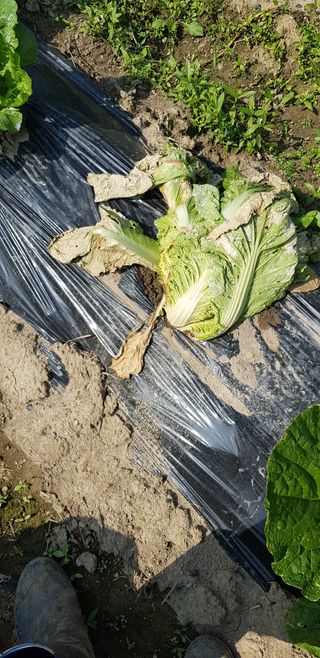 달다님의 배추 · 병해충상담 작성글 사진