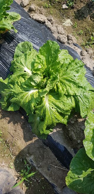 달다님의 배추 · 병해충상담 작성글 사진