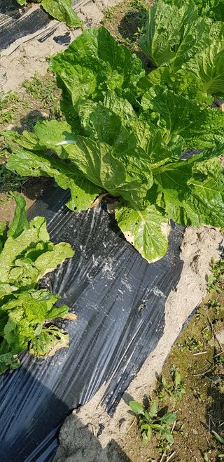 달다님의 배추 · 병해충상담 작성글 사진