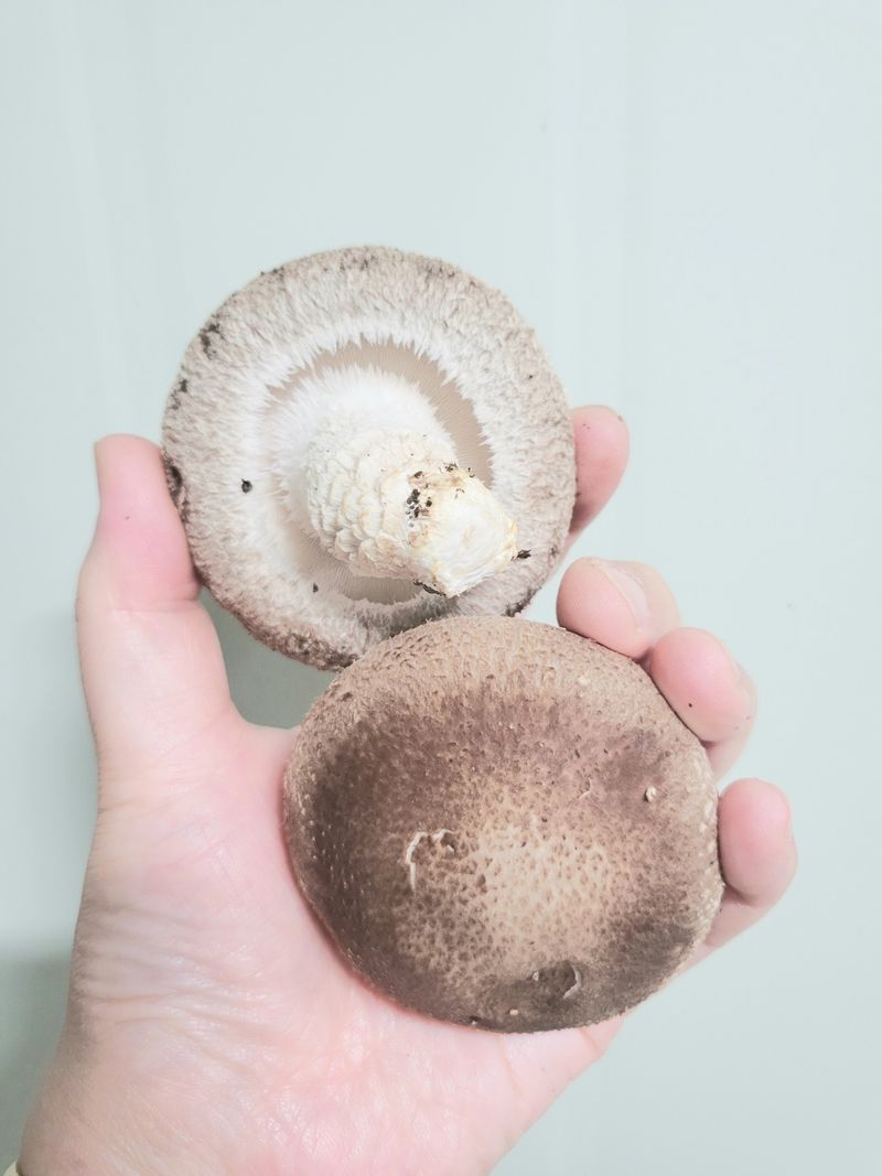 장터 상품 [무농약표고버섯1키로] 썸네일