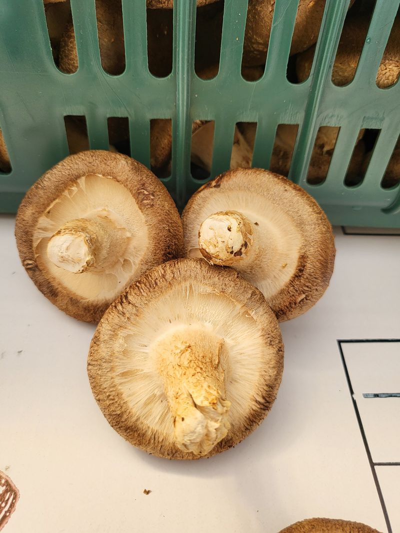 포동포동표고버섯농장님의 장터 판매 상품 [무농약 A급표고버섯1키로] 첨부 사진