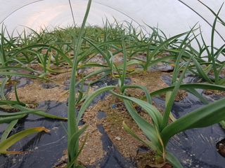 정진해님의 마늘 · 일상 작성글 사진