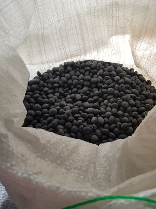 백봉2리밭농사곡식님의 콩 · 자유게시판 작성글 사진