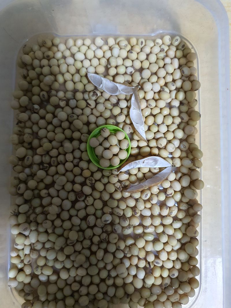 신선고을농원님의 장터 판매 상품 [부채콩 100g.만원 ] 첨부 사진