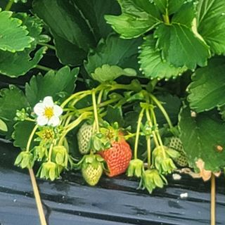 강미향님의 작성글 사진