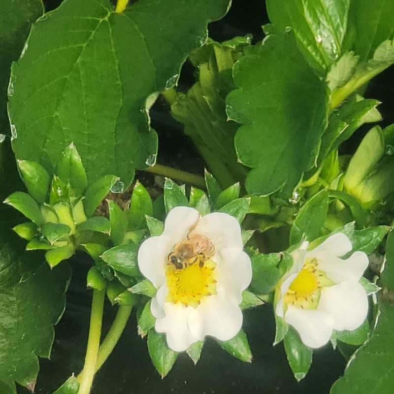 강미향님의 장터 판매 상품 [순천선우네설향 딸기 판매합니다.] 첨부 사진