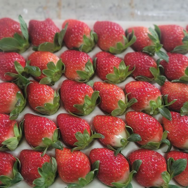 강미향님의 장터 판매 상품 [순천선우네설향 딸기 판매합니다.] 첨부 사진