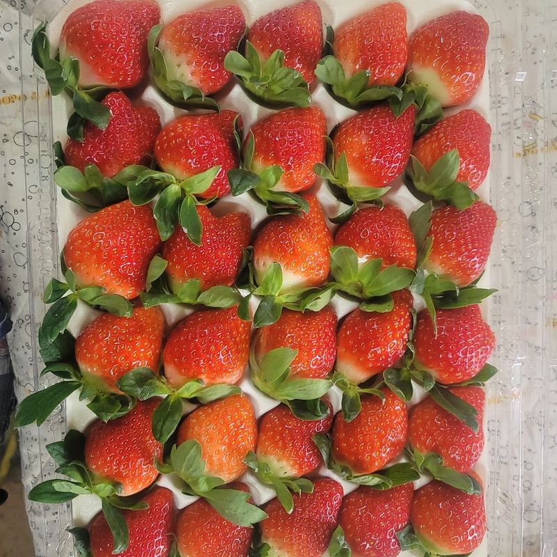 장터 상품 [순천선우네설향 딸기 판매합니다.] 썸네일