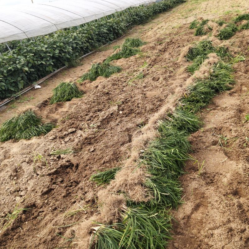 장터 상품 [맥문동1kg] 썸네일