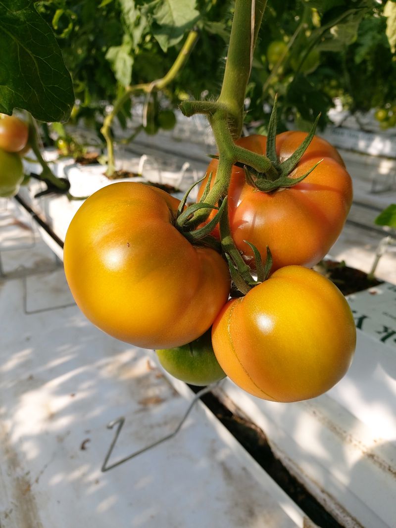 옥 란 (경남거제)님의 장터 판매 상품 [토마토  5kg] 첨부 사진