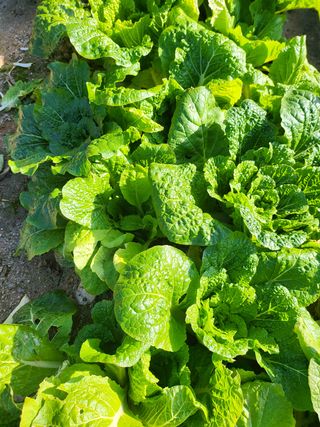 정병완님의 배추 · 수확 작성글 사진