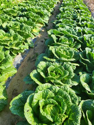 정병완님의 배추 · 수확 작성글 사진