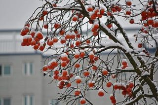 홍상옥님의 작성글 사진