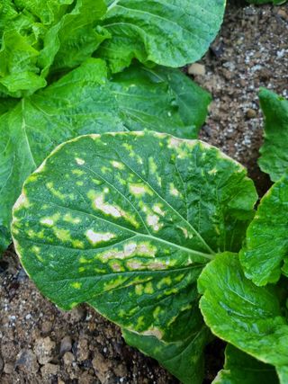 다심어님의 배추 · 병해충상담 작성글 사진