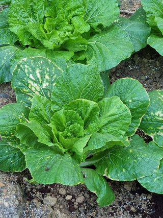 다심어님의 배추 · 병해충상담 작성글 사진