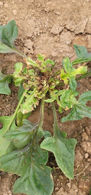 콩9512님의 시금치 · 일상 작성글 사진