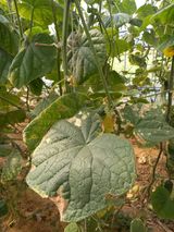 팜모닝 오이·병해충상담 게시글 이미지