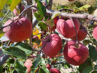 하늘아래사과나무님의 사과 · 시세•판로 작성글 사진