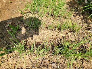 치니네농장님의 파 · 병해충상담 작성글 사진