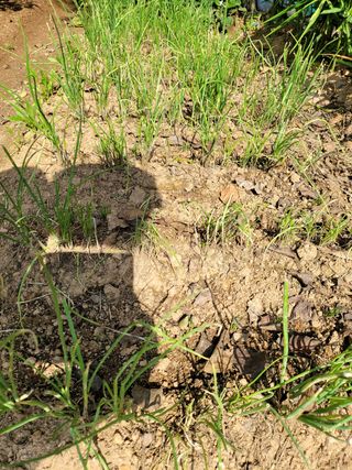 치니네농장님의 파 · 병해충상담 작성글 사진