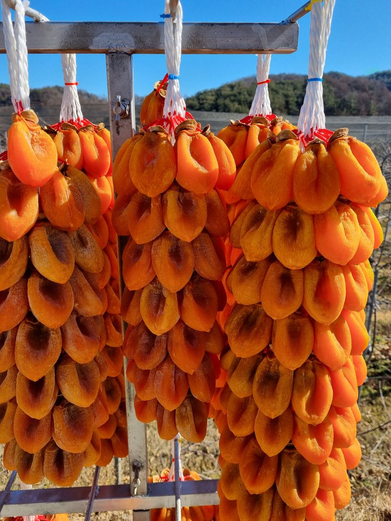 장터 상품 [곶감 팝니다] 썸네일