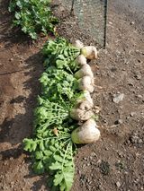 팜모닝 기타작물·병해충상담 게시글 이미지