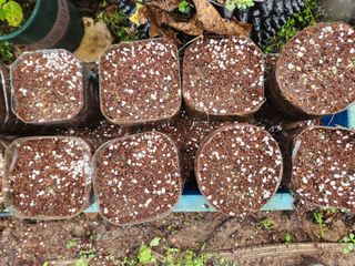 Preotu님의 기타작물 · 자유게시판 작성글 사진