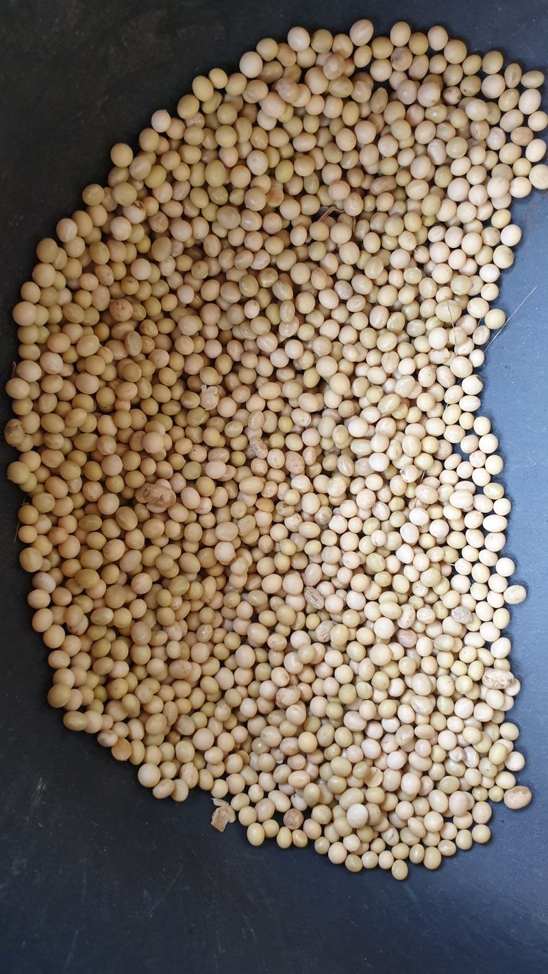 이종록님의 장터 판매 상품 [대풍콩] 첨부 사진