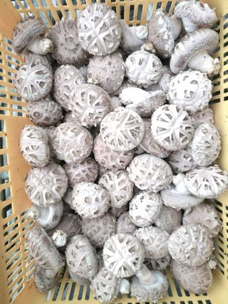 옥수수8238님의 버섯 · 수확 작성글 사진