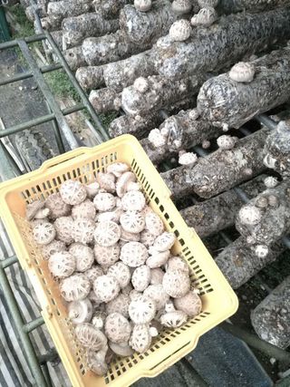 옥수수8238님의 버섯 · 수확 작성글 사진