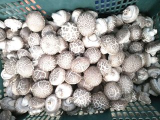 옥수수8238님의 버섯 · 수확 작성글 사진