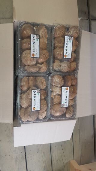 옥수수8238님의 버섯 · 수확 작성글 사진