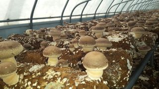 옥수수8238님의 버섯 · 수확 작성글 사진