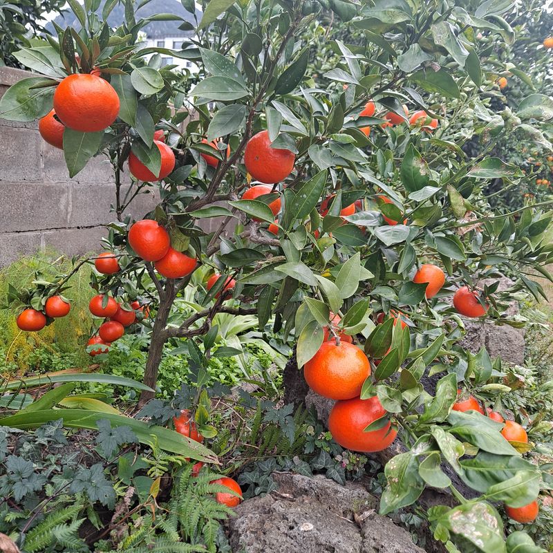 장터 상품 [제주 노지 황금향  택배비 포함] 썸네일