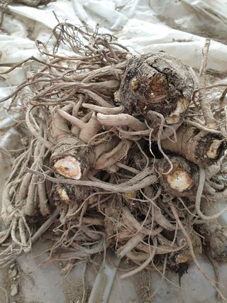 팜모닝회원 바이크농원님의 작성글 사진