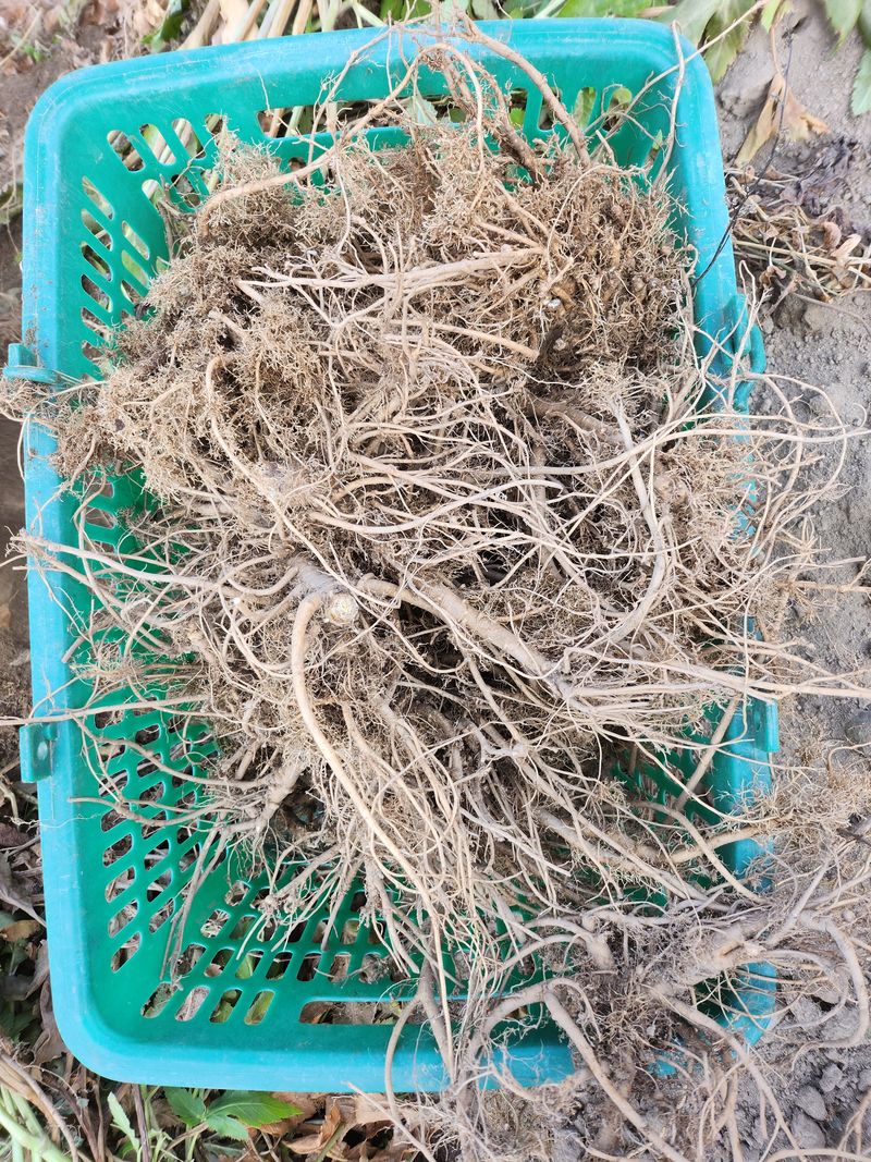 팜모닝회원  바이크농원님의 장터 판매 상품 [토종당귀 판매합니다 ,  (1키로 단위)] 첨부 사진