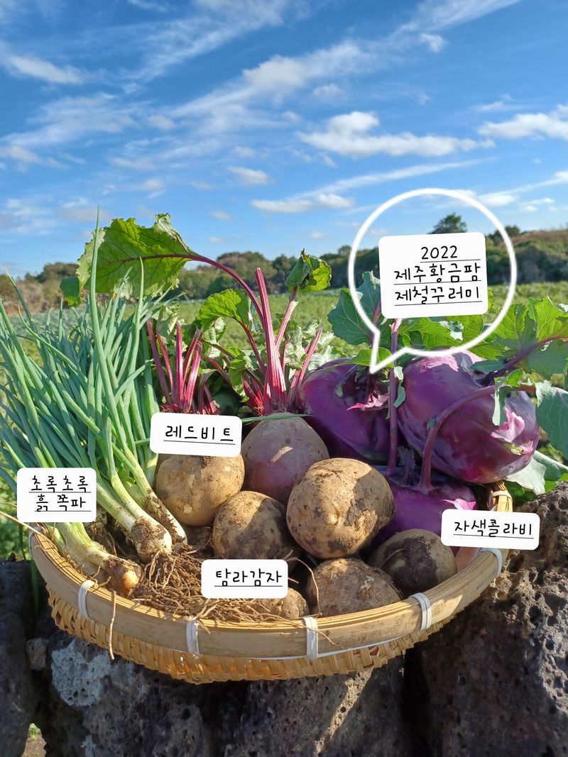 황금미(제주황금팜)님의 장터 판매 상품 [콜라비5kg+탐라감자3kg+레드비트2kg+흙쪽파500g ] 첨부 사진