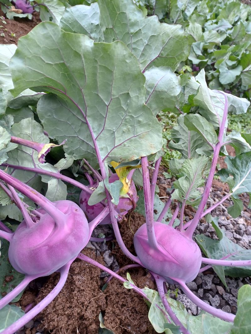 황금미(제주황금팜)님의 장터 판매 상품 [콜라비5kg+탐라감자3kg+레드비트2kg+흙쪽파500g ] 첨부 사진