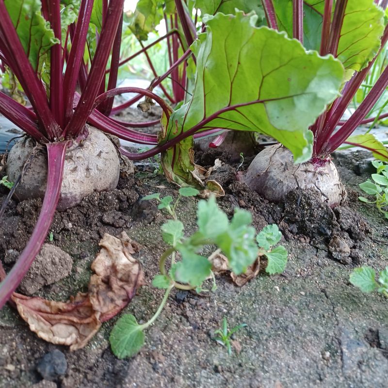 황금미(제주황금팜)님의 장터 판매 상품 [콜라비5kg+탐라감자3kg+레드비트2kg+흙쪽파500g ] 첨부 사진