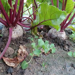 황금미(제주황금팜)님의 작성글 사진