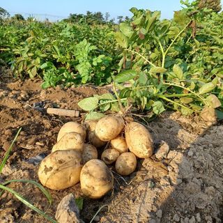 황금미(제주황금팜)님의 작성글 사진