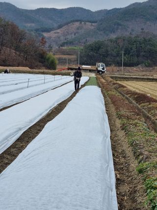 이재진님의 양파 · 자유게시판 작성글 사진
